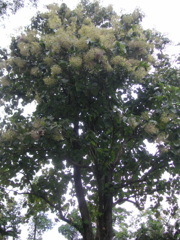 s_A_PICT0096.jpg